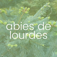 Load image into Gallery viewer, Abies de Lourdes
