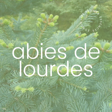 Load image into Gallery viewer, Abies de Lourdes