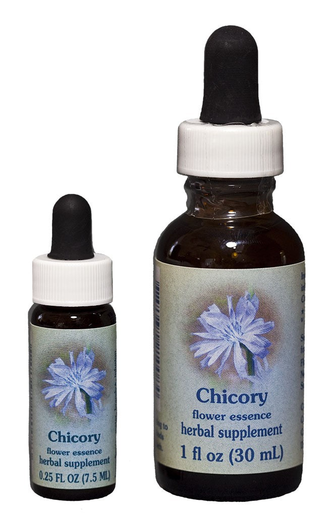Chicory // Chicorium intybus