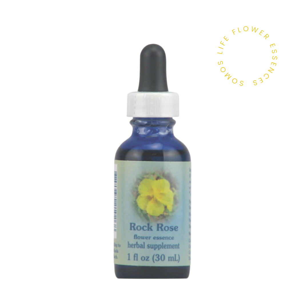 Rock Rose // Heliantemo