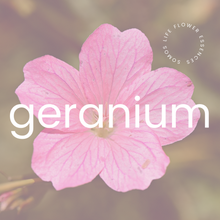 Load image into Gallery viewer, Geranio/ Geranium
