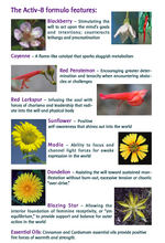 Load image into Gallery viewer, Activ 8 Flower Essence and Essential Oil Herbal Supplement
